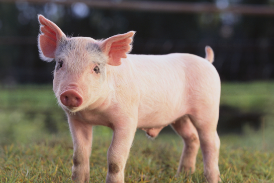 乳豬飼料選擇時的注意事項